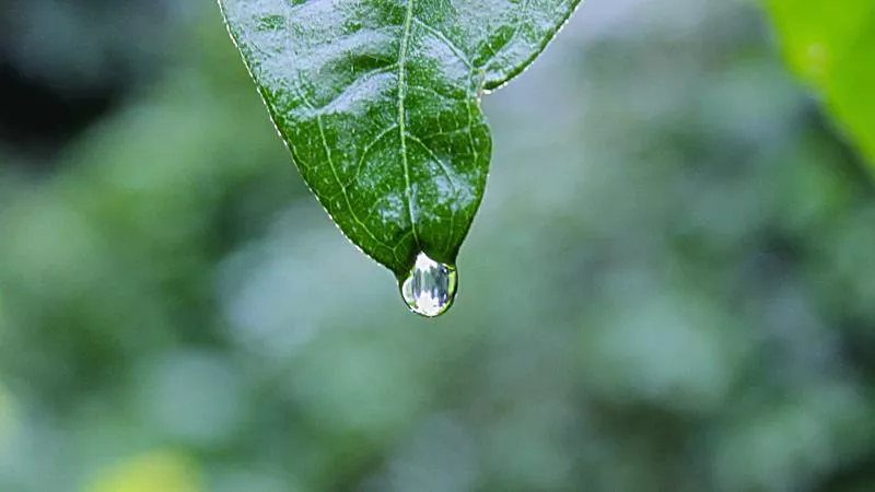 Lựa Chọn Dầu Ăn Thông Minh: Bí Quyết Bảo Vệ Sức Khỏe Gia Đình