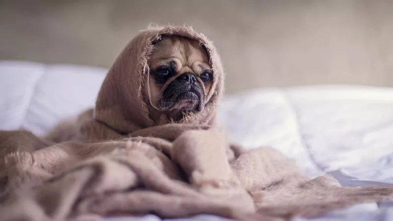 Vì Sao Thói Quen Nhai Mớm Thức Ăn Lại Nguy Hiểm Đến Vậy?