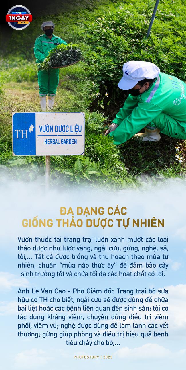 Lợi Ích Vượt Trội Của Sữa Tươi Hữu Cơ TH true MILK