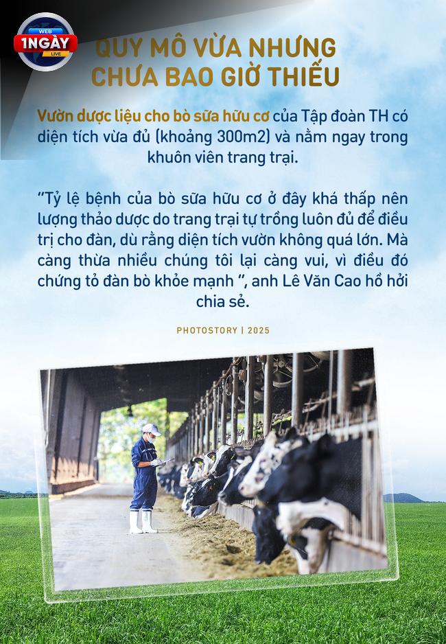 Sữa Tươi Hữu Cơ TH true MILK: Lựa Chọn Thông Minh Cho Sức Khỏe Vàng